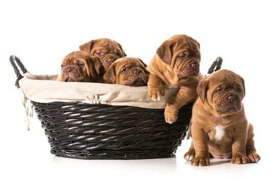 litter of puppies in a basket - dogue de bordeaux - 5 weeks old