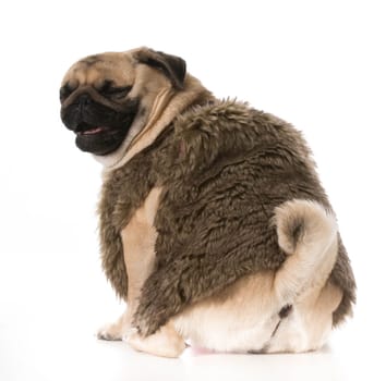 dog laughing - pug wearing fur coat with funny expression isolation on white background