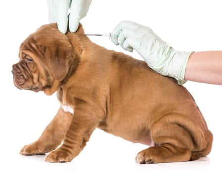 veterinary care - dogue de bordeaux being microchipped isolated on white background - 6 weeks old