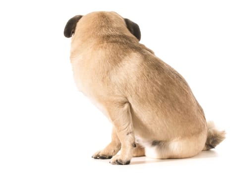 dog ignoring viewer isolated on white background