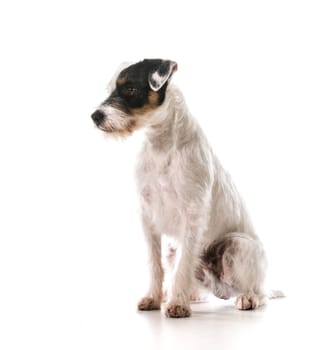 jack russel terrier sitting