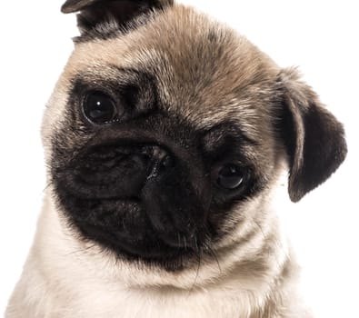 pug puppy portrait isolated on white background
