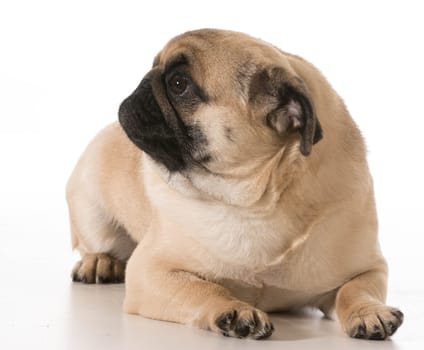 pug laying down isolated on white background