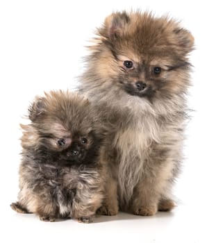 two pomeranian puppies sitting