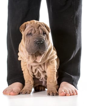 dog sitting at owners feet isolated on whit background - chinese shar pei