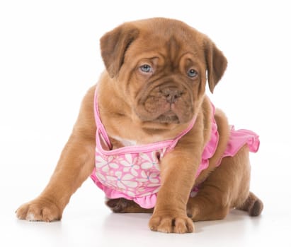 female puppy - dogue de bordeaux wearing pink bikini isolated on white background - 6 weeks old