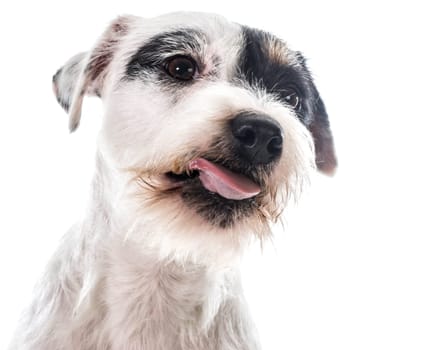 jack russel terrier licking lips