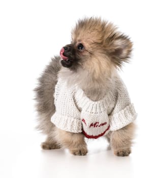 puppy wearing be mine swerater - pomeranian 3 months old