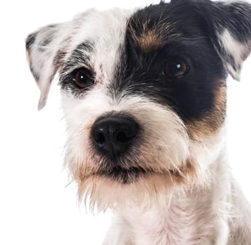 jack russel terrier portrait
