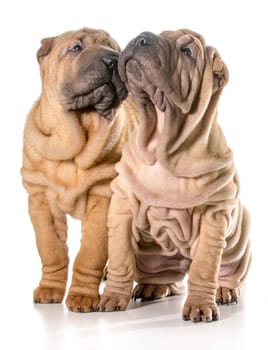 two chinese shar pei puppies sitting looking up isolated on white background - 4 months old