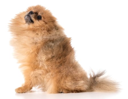pomeranian looking up