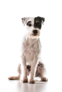 jack russel terrier sitting