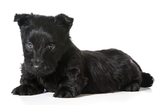 Scottish Terrier puppy isolated on white background