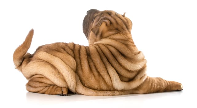 chinese shar pei puppy laying down isolated on white background - 4 months old