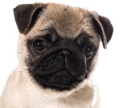pug puppy portrait isolated on white background