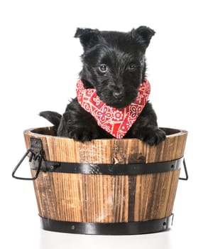 scottish terrier puppy in a wooden wash basin isolated on white background