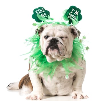 St. Patricks Day dog - english bulldog wearing kiss me I'm Irish headband isolated on white background