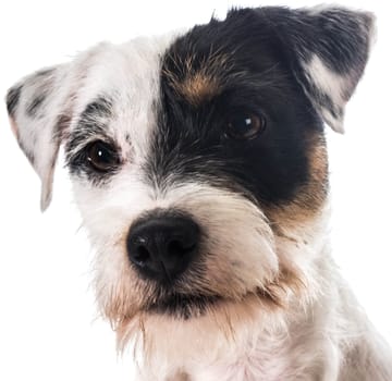 jack russel terrier portrait