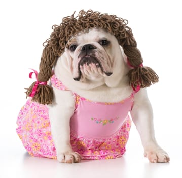 female dog - english bulldog wearing pink dress and pigtail wig isolated on white background