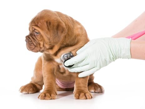 veterinary care - dogue de bordeaux being examined by veterinarian isolated on white background