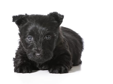 Scottish Terrier puppy laying down looking at viewer isolated on white background