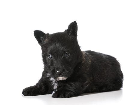 Scottish Terrier puppy laying down isolated on white background