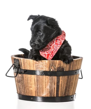 scottish terrier puppy in a wash basin isolated on white background