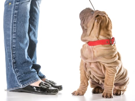 dog training - chinese shar pei sitting with collar and leash on looking up at owner isolated on white background