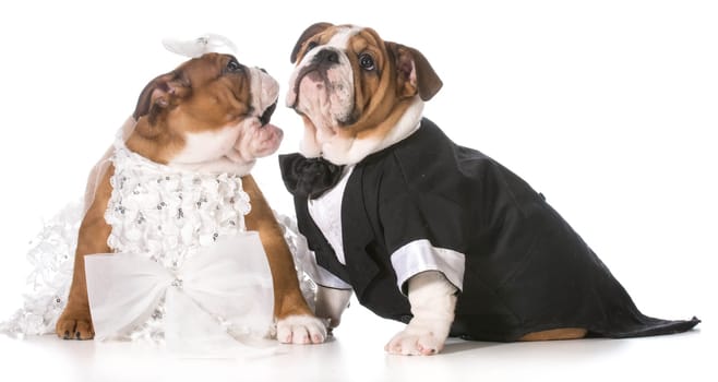 dog bride and groom puppies