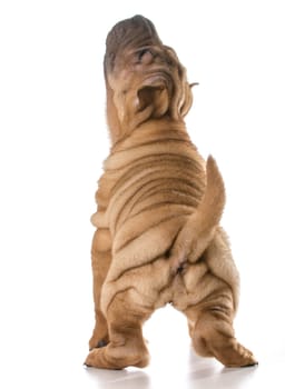 chinese shar pei puppy looking up isolated on white background - 4 months old
