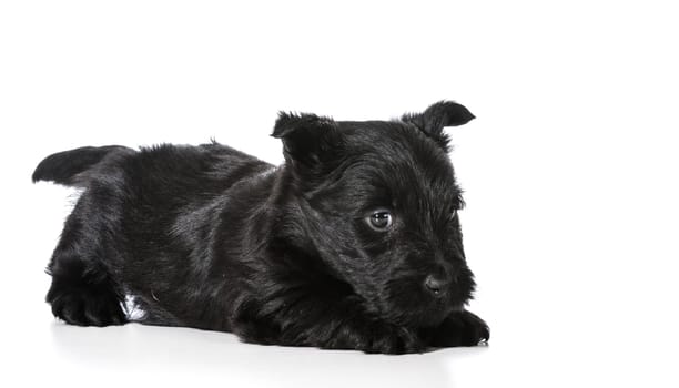 Scottish Terrier puppy in playful pose isolated on white background