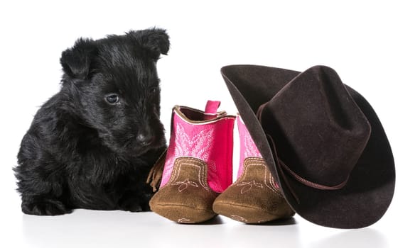 country dog - scottish terrier puppy sitting beside western boots and hat isolated on white background