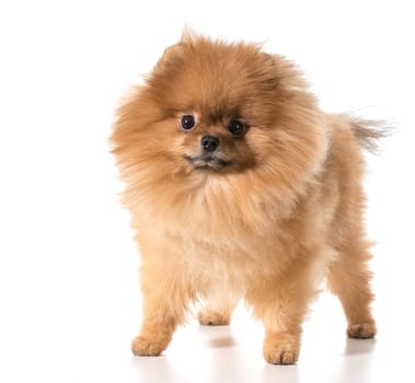 pomeranian standing