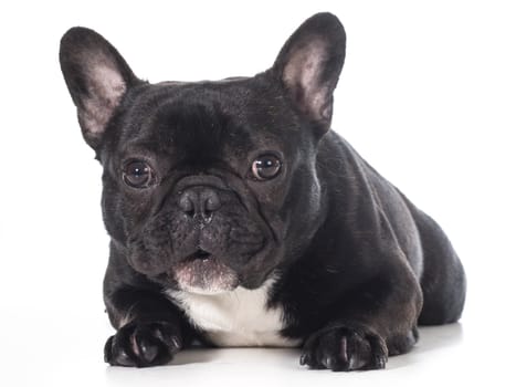 french bulldog laying down isolated on white background