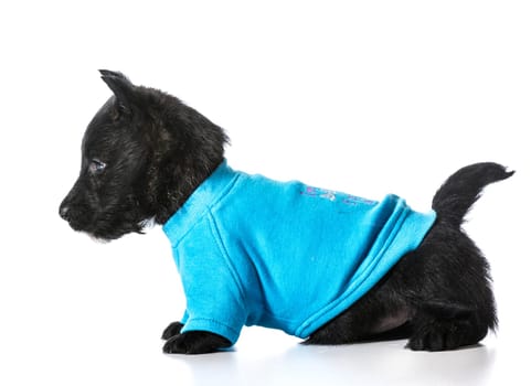 Scottish Terrier puppy wearing blue dog sweater isolated on white background