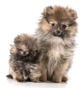 two pomeranian puppies sitting