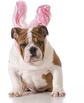 english bulldog wearing bunny ears