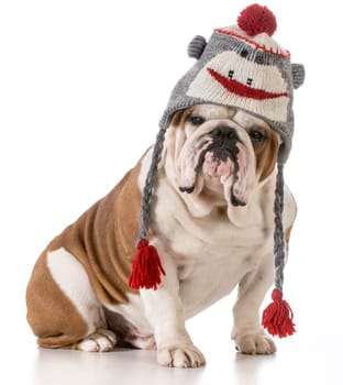 dog wearing winter hat