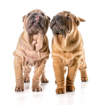 two chinese shar pei puppies isolated on white background - 4 months old