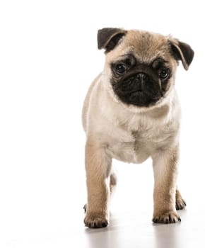 pug standing looking at viewer isolated on white background