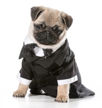 formal dog - pug wearing tuxedo isolated on white background