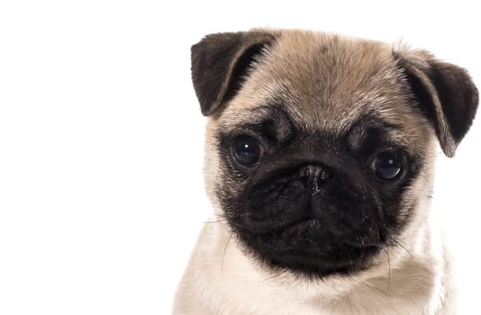 pug puppy portrait isolated on white background