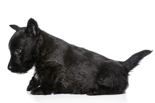 scottish terrier puppy isolated on white background