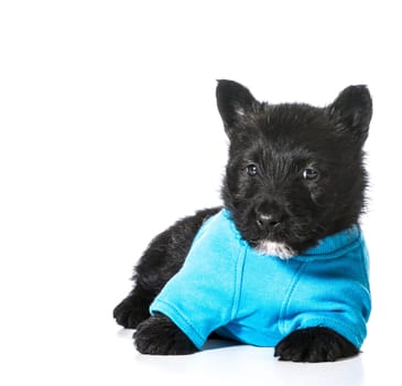 Scottish Terrier puppy wearing blue sweater isolated on white background