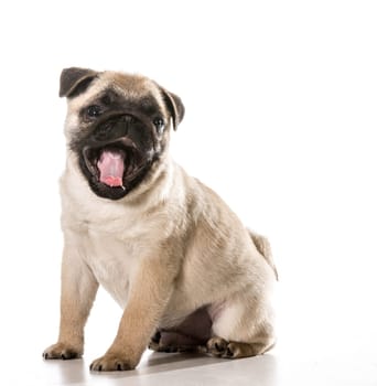 pug sitting with tongue exposed looking at viewer isolated on white background