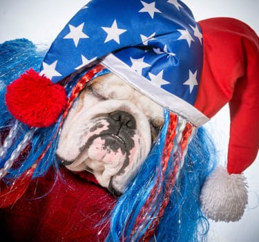 american dog - english bulldog wearing patriotic hat