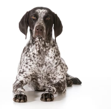 german shorthaired pointer female laying down isolated on white background