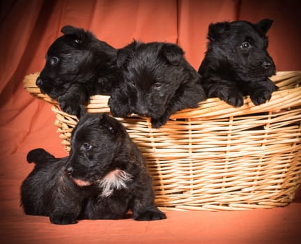 litter of puppies - four scottish terrier puppies in a basket