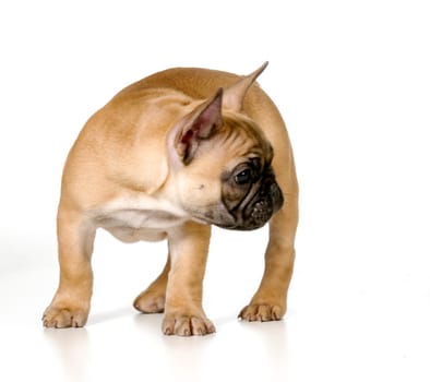 french bulldog puppy chasing tailisolated on white - fawn with black mask
