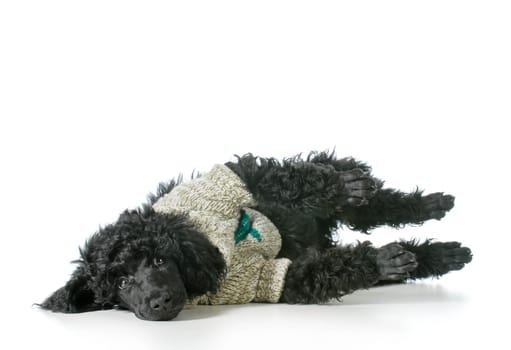 poodle wearing sweater laying down isolated on white background